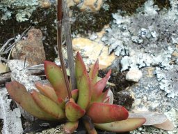 Crassula nudicaulis var. nudicaulis 